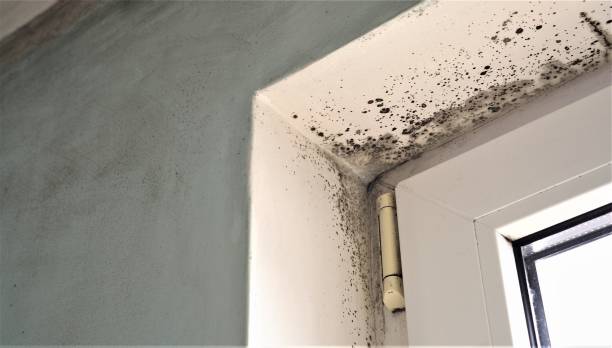 Trusted Stallings, NC Mold Removal Experts