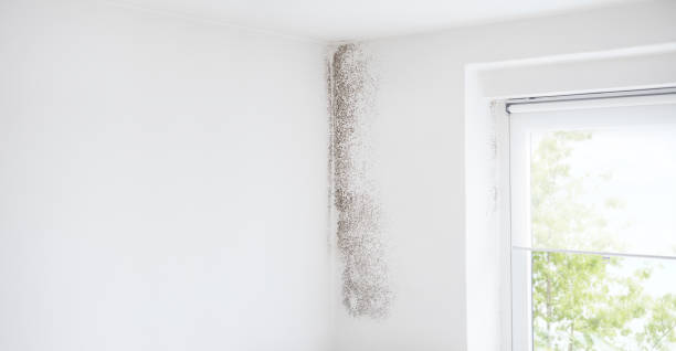 Best Black Mold Removal  in Stallings, NC