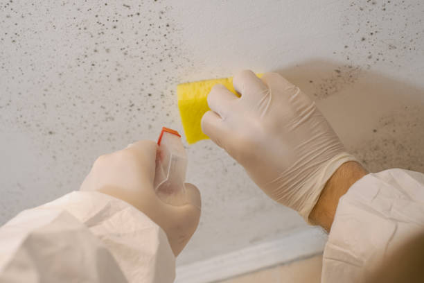 Best Crawl Space Mold Remediation  in Stallings, NC